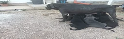Cane Corso cani in vendita: Cuccioli di Cane Corso disponibili - Annuncio 1