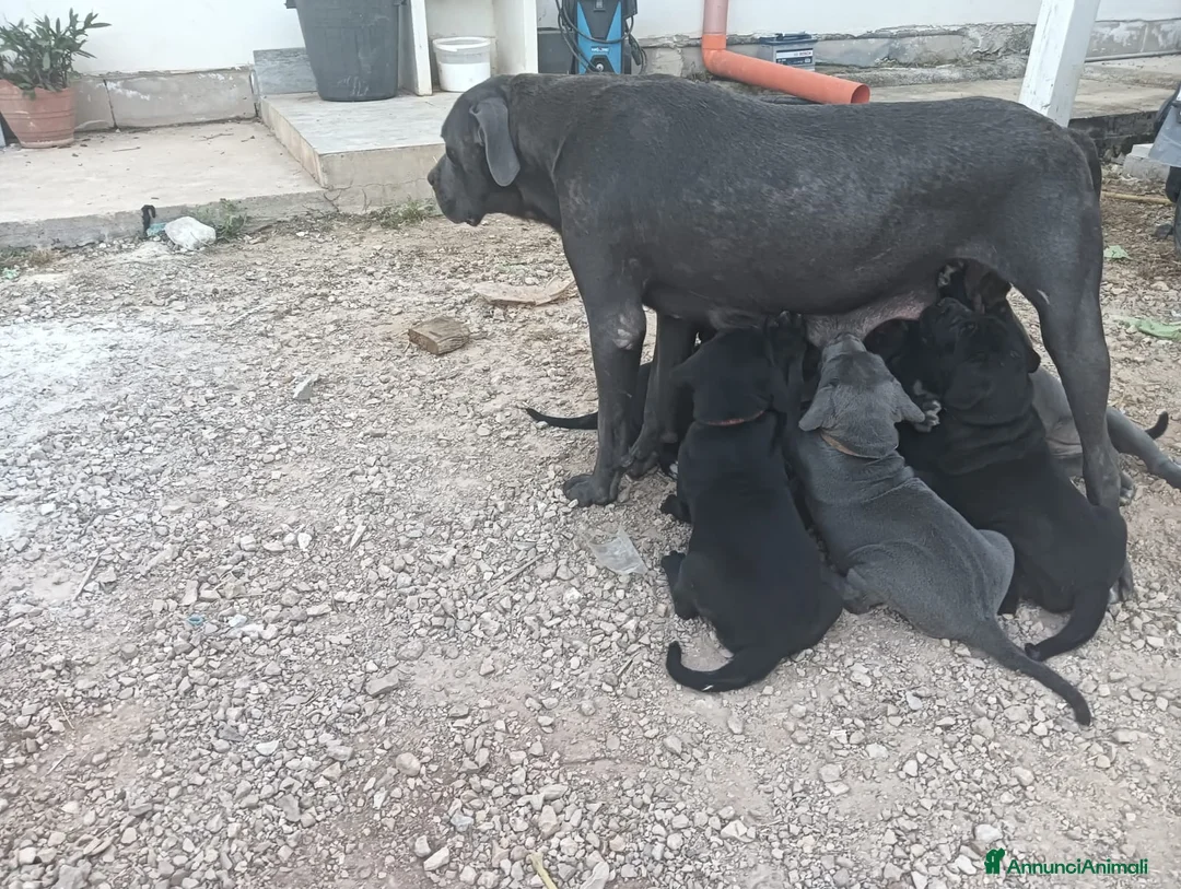 Cane Corso cani in vendita: Cuccioli di Cane Corso disponibili - Annuncio 1