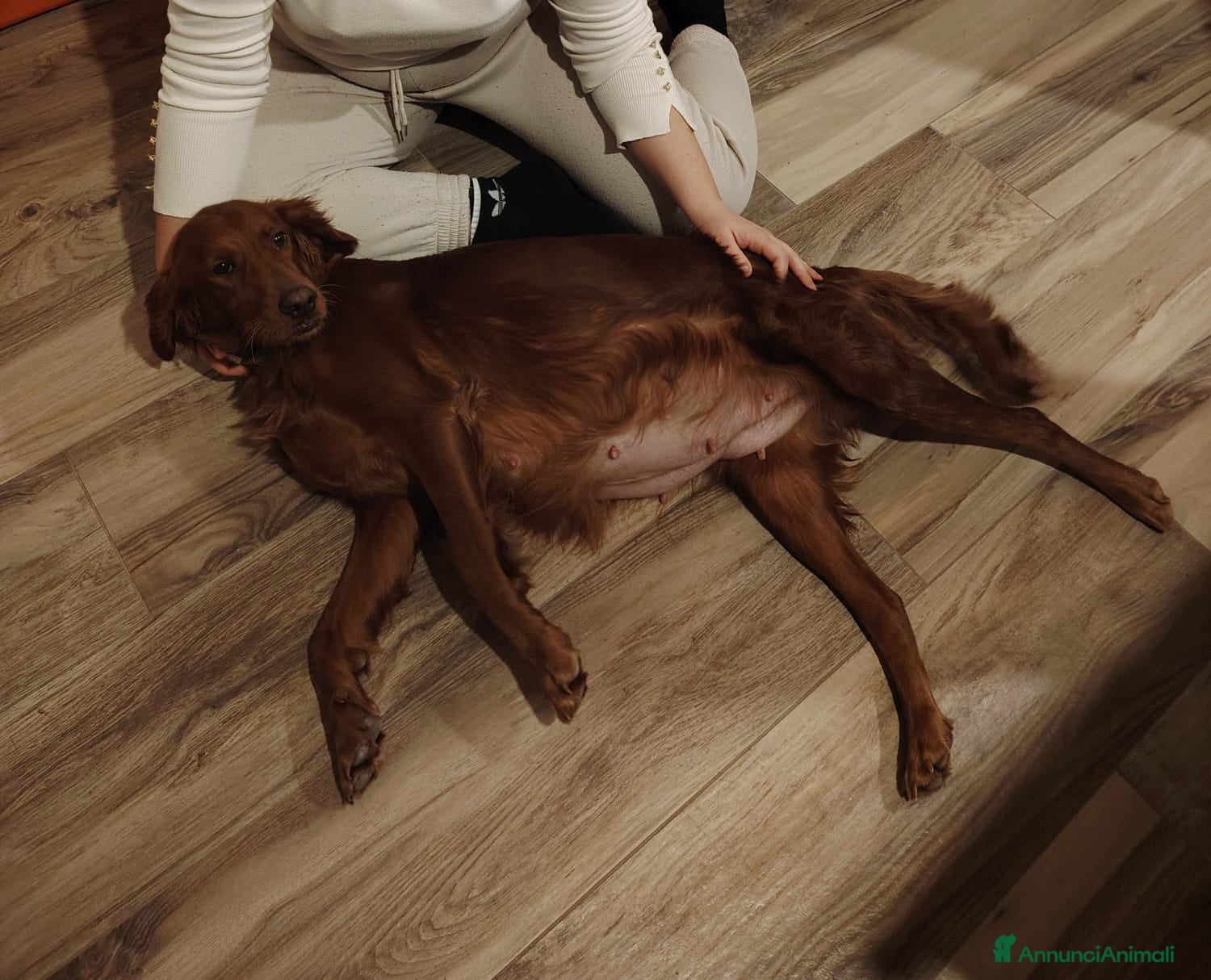 Setter Irlandese cani Cuccioli di Setter Irlandesi - Annuncio 17