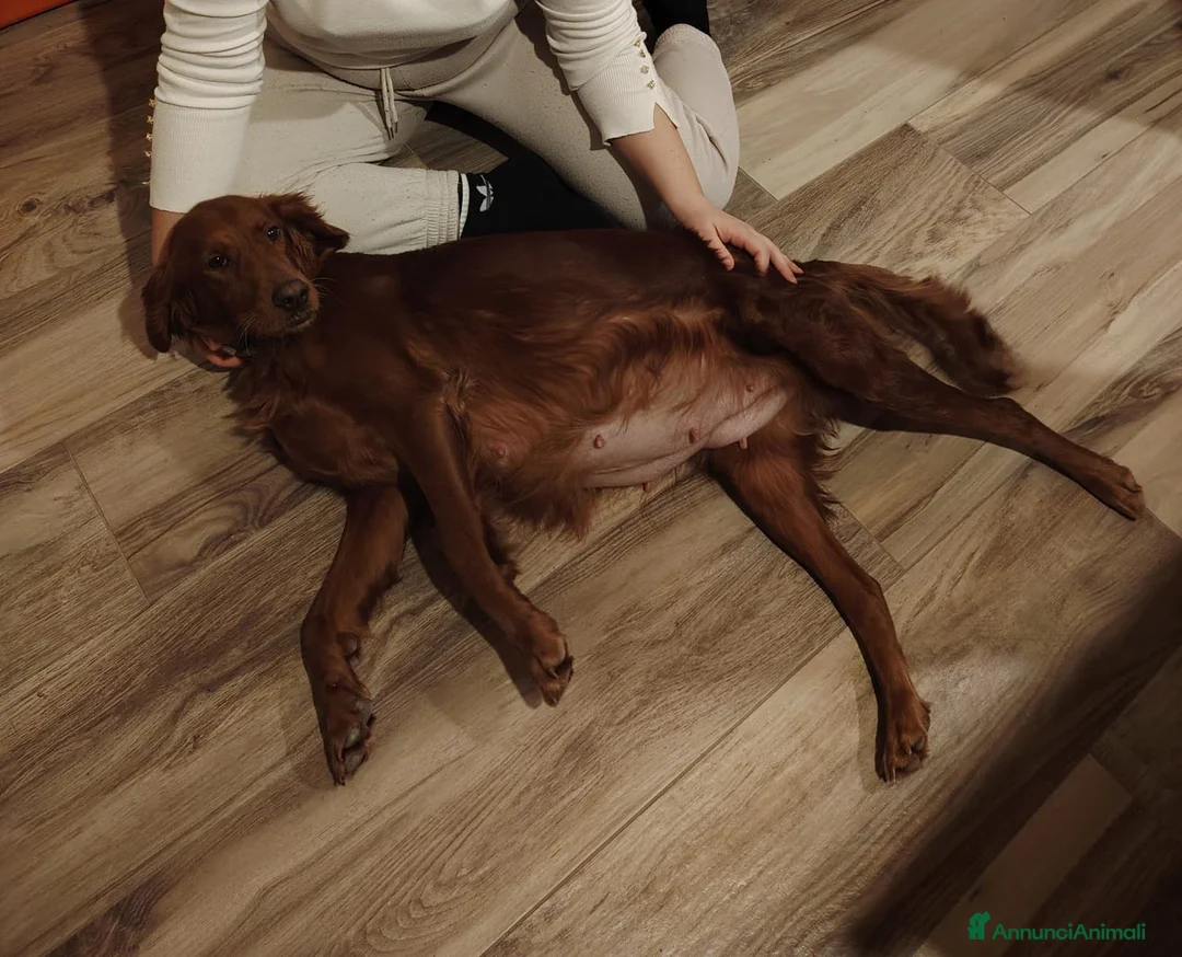 Setter Irlandese cani in vendita: Cuccioli di Setter Irlandesi - Annuncio 1