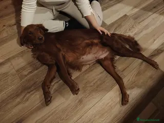 Setter Irlandese cani Cuccioli di Setter Irlandesi - Annuncio 17