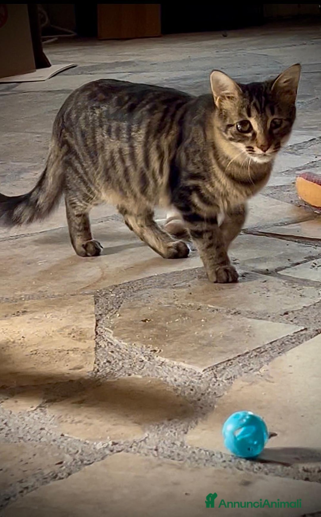 Norvegese gatti in regalo: Gattina incrocio norvegese delle foreste - Annuncio 3