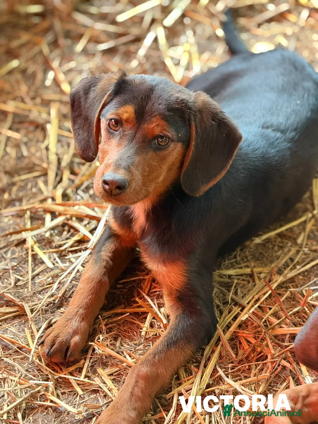 Meticcio cani in regalo: VICTORIA, la cucciola più dolce del mondo! - Annuncio 1