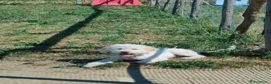 Lagotto 1