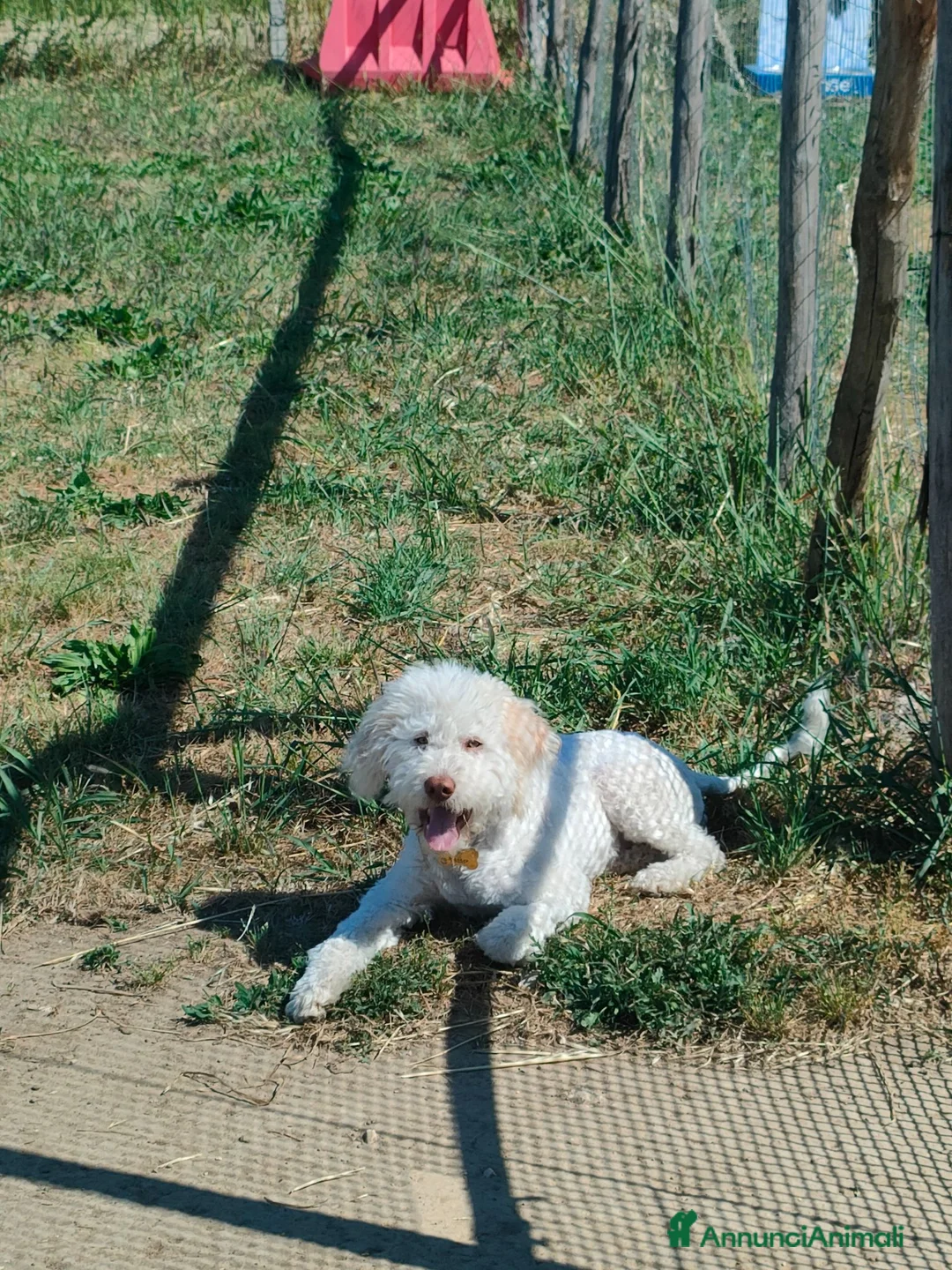 Lagotto cani in vendita: Vendo cucciolo di Lagotto romagnolo - Annuncio 1