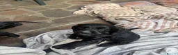 Cocker cani in vendita: Cuccioli di cocker  - Annuncio 3