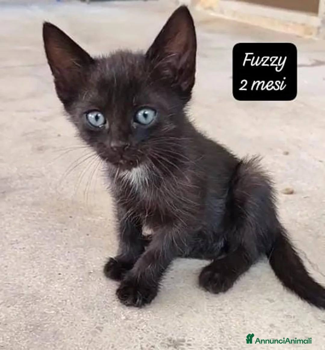 Altre razze gatti in regalo: Tanti gattini desiderosi di trovare casa  a Provincia di Bergamo - Annuncio 12