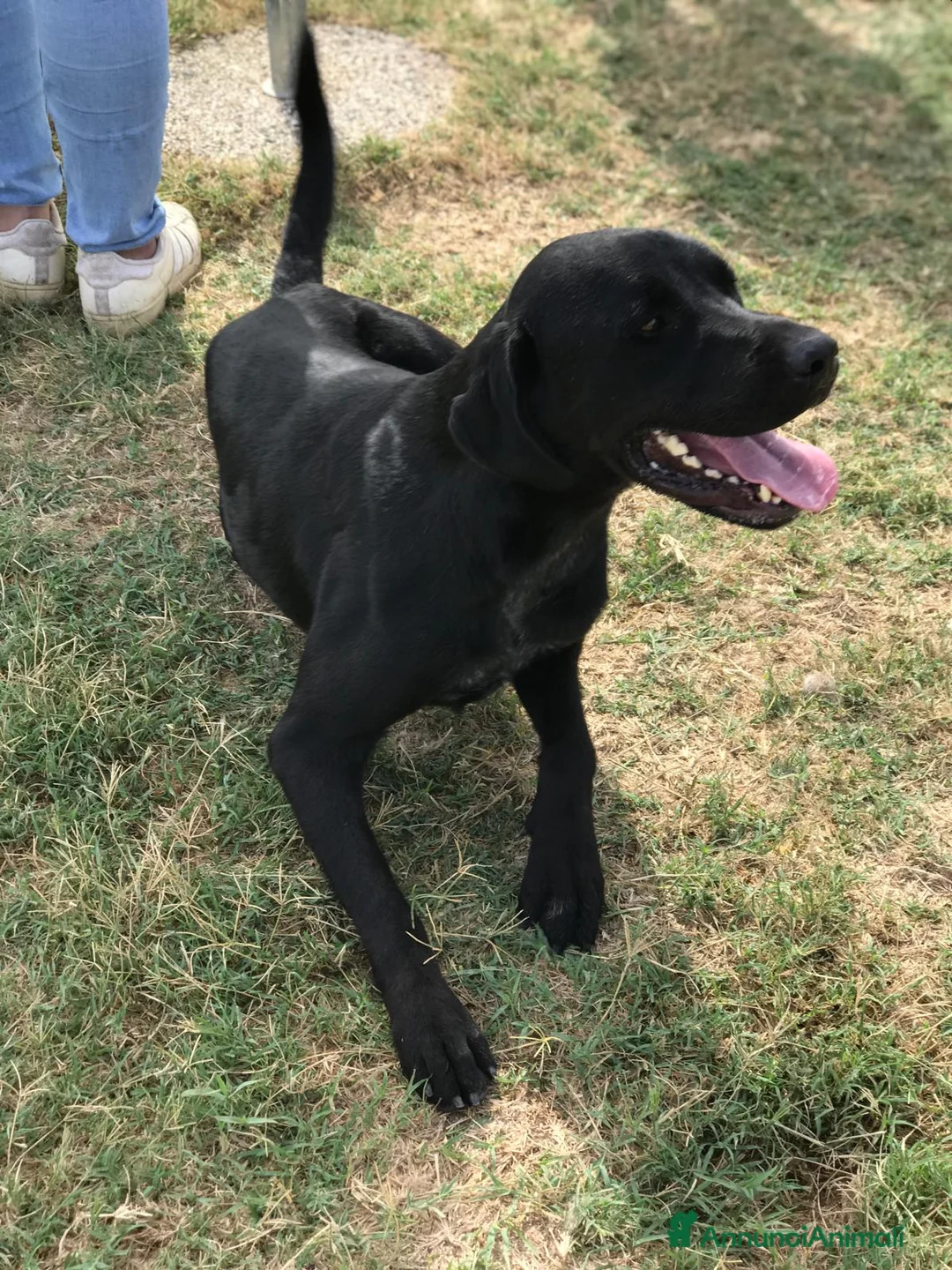 Bullmastiff cani in regalo: Block, total black a Provincia di Latina - Annuncio 5