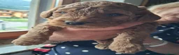 Barboncino cani in vendita: Barboncino nano color albicocca/fulvo  a Provincia di Bergamo - Annuncio 4