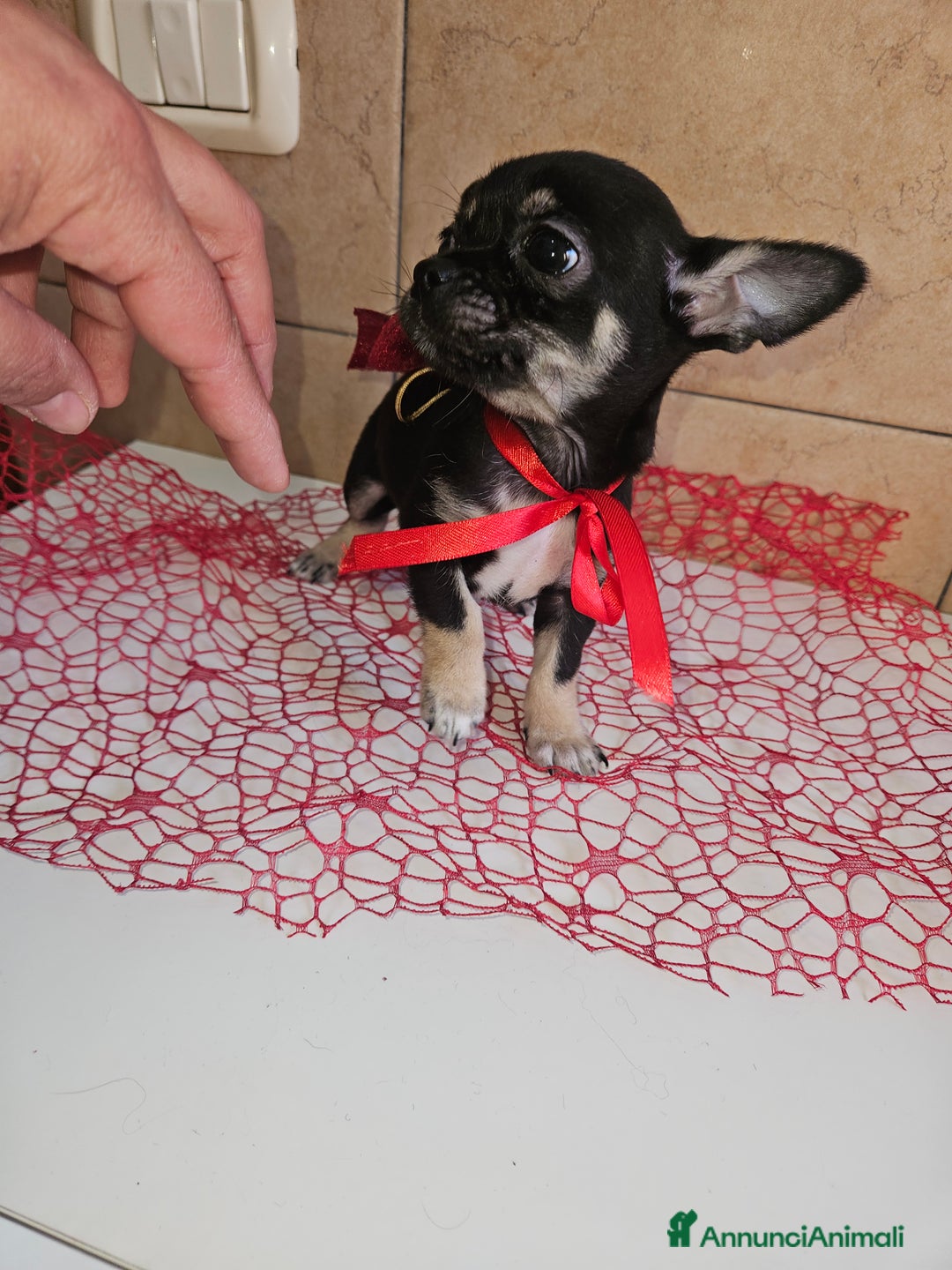 Chihuahua cani in vendita: Chihuahua toy maschera nera - Annuncio 4