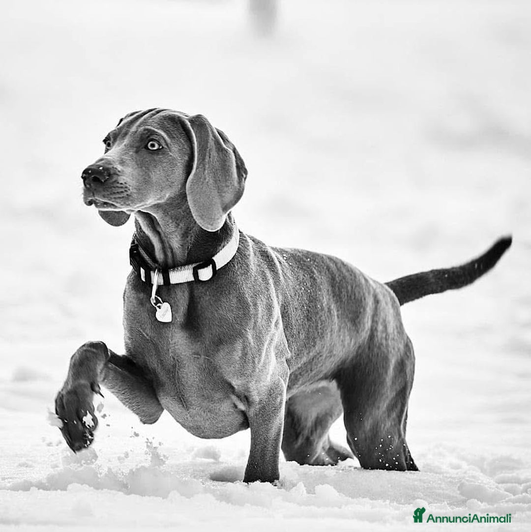 Weimaraner cani in regalo: Cucciola di weimaraner  a Provincia di Parma - Immagine 5