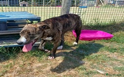 Meticcio cani in regalo: Tria, fantastica cucciola molossina a Provincia di Latina - Immagine 4