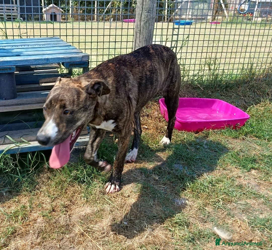 Meticcio cani in regalo: Tria, fantastica cucciola molossina a Provincia di Latina - Immagine 4