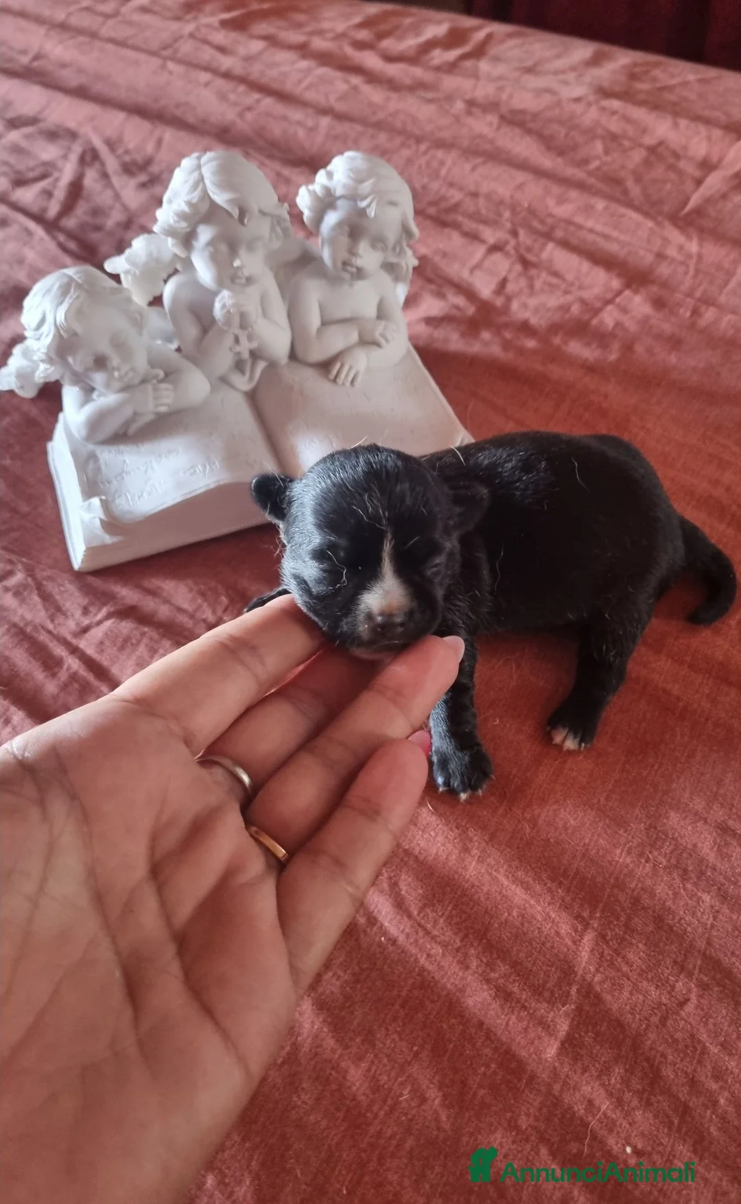 Chihuahua cani in vendita: Cuccioli di chihuahua toy  - Annuncio 21