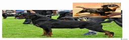 Rottweiler cani in vendita: Cuccioli Rottweiler  - Annuncio 38