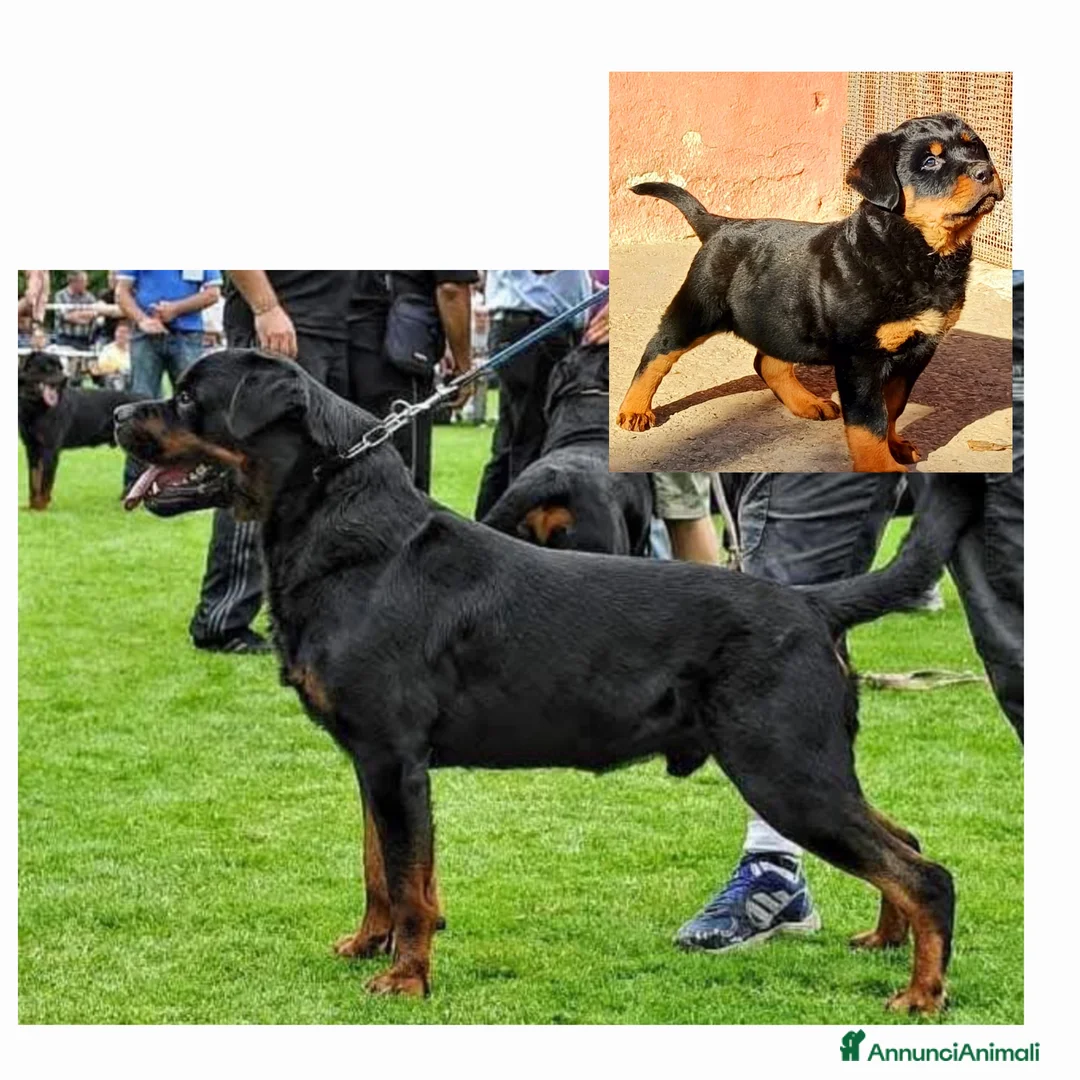 Rottweiler cani in vendita: Cuccioli Rottweiler  - Annuncio 38
