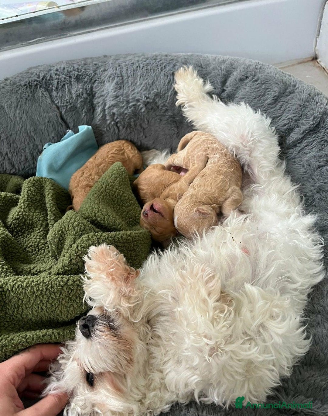 Meticcio cani in vendita: Adorabili cuccioli di Maltipoo - Annuncio 16