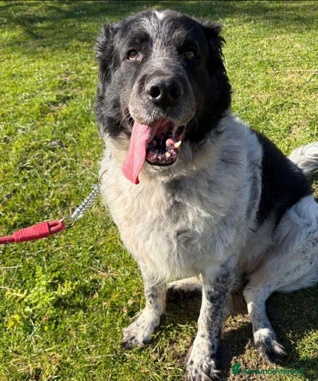 Meticcio cani 10anni mix Maremmano/Border SOLO E DISPERATO!LUCCA - Annuncio 13