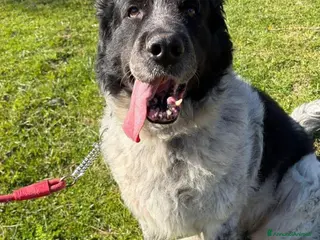 Meticcio cani 10anni mix Maremmano/Border SOLO E DISPERATO!LUCCA - Annuncio 13