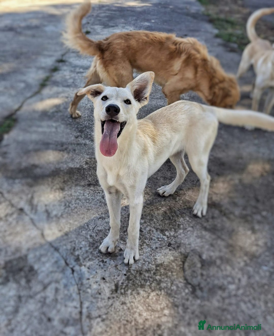 Meticcio cani in regalo: ERIS 🩷 - cucciola taglia media cerca una mamma 🆘 - Annuncio 2