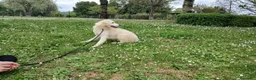 Meticcio cani in regalo: LUCIA DA SEMPRE IN CANILE CERCA LA SUA CASA - Annuncio 3