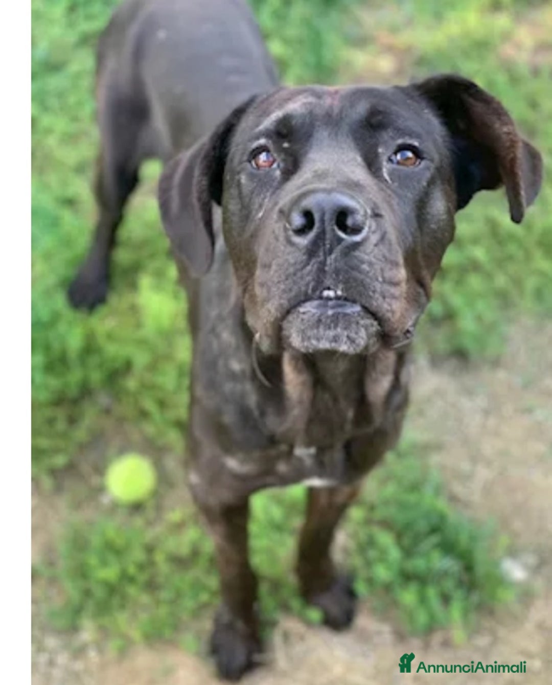 Cane Corso cani in regalo: Corso nero giovane stava h24 in balcone.TOSCANA a Città metropolitana di Milano - Immagine 3