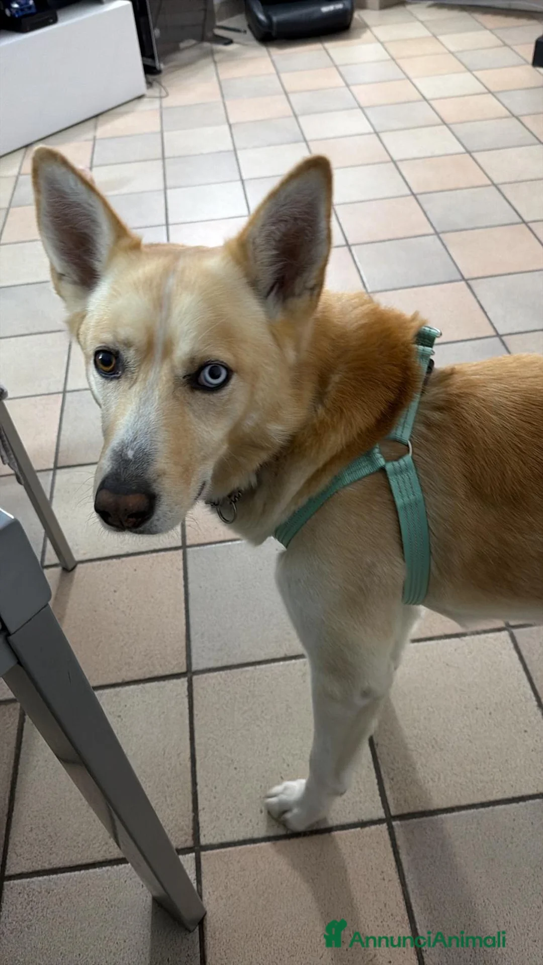 Meticcio cani in regalo: Incrocio tra Husky e Akita a Città Metropolitana di Torino - Annuncio 4