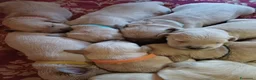 Golden Retriever cani in vendita: Cuccioli stupendi di golden retriever - Annuncio 5