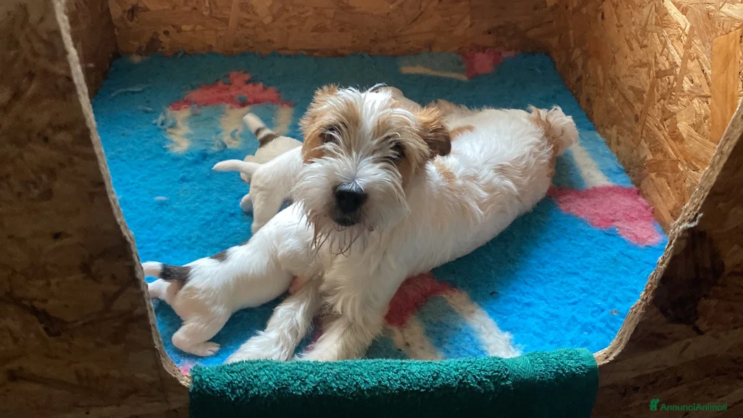 Jack Russell cani in vendita: Jack Russell femmina pelo ruvido due mesi - Annuncio 3