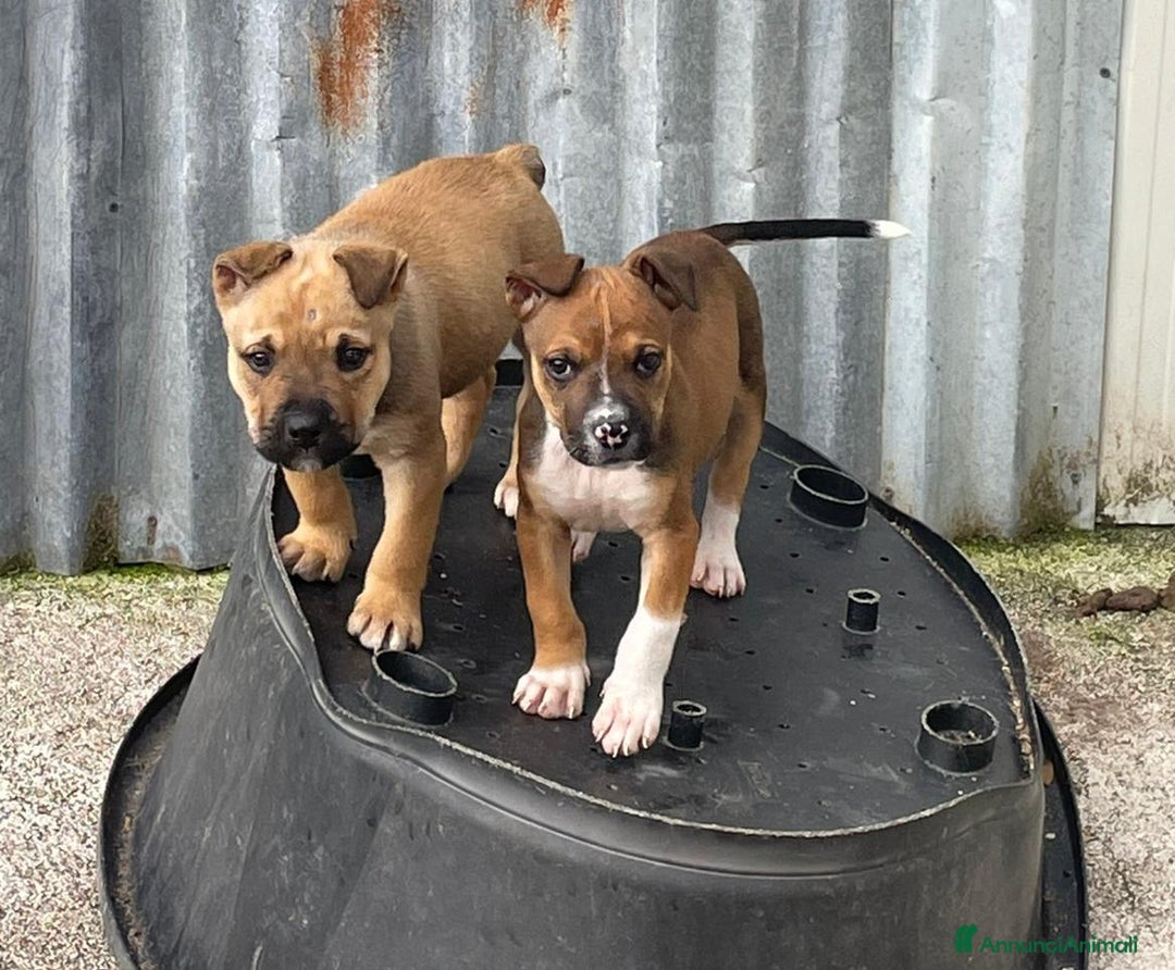 Meticcio cani in regalo: IL FANTASTICO MUFFF - Annuncio 2