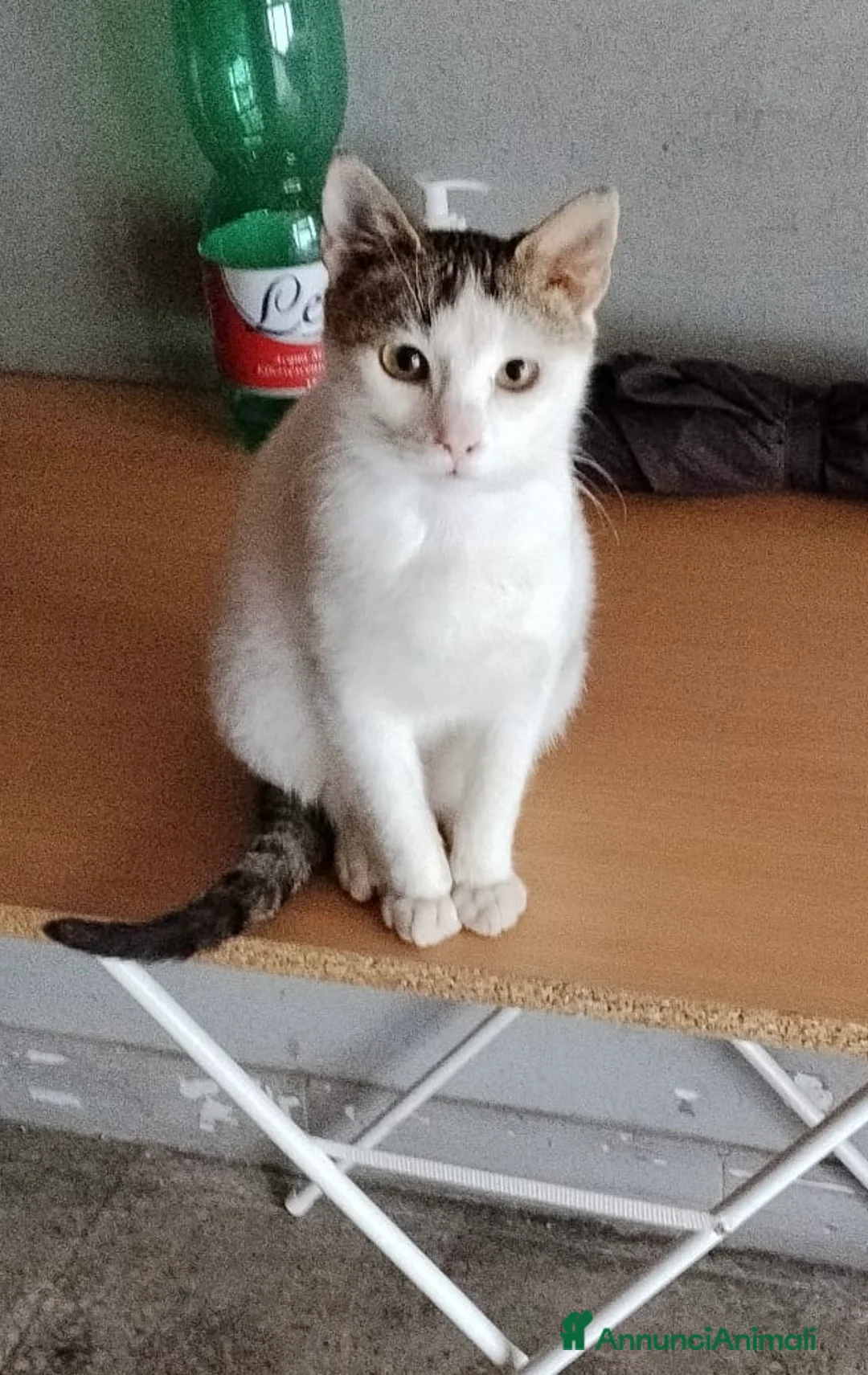 Europeo gatti in regalo: Violetta un fiorellino di micina  a Città metropolitana di Milano - Annuncio 3