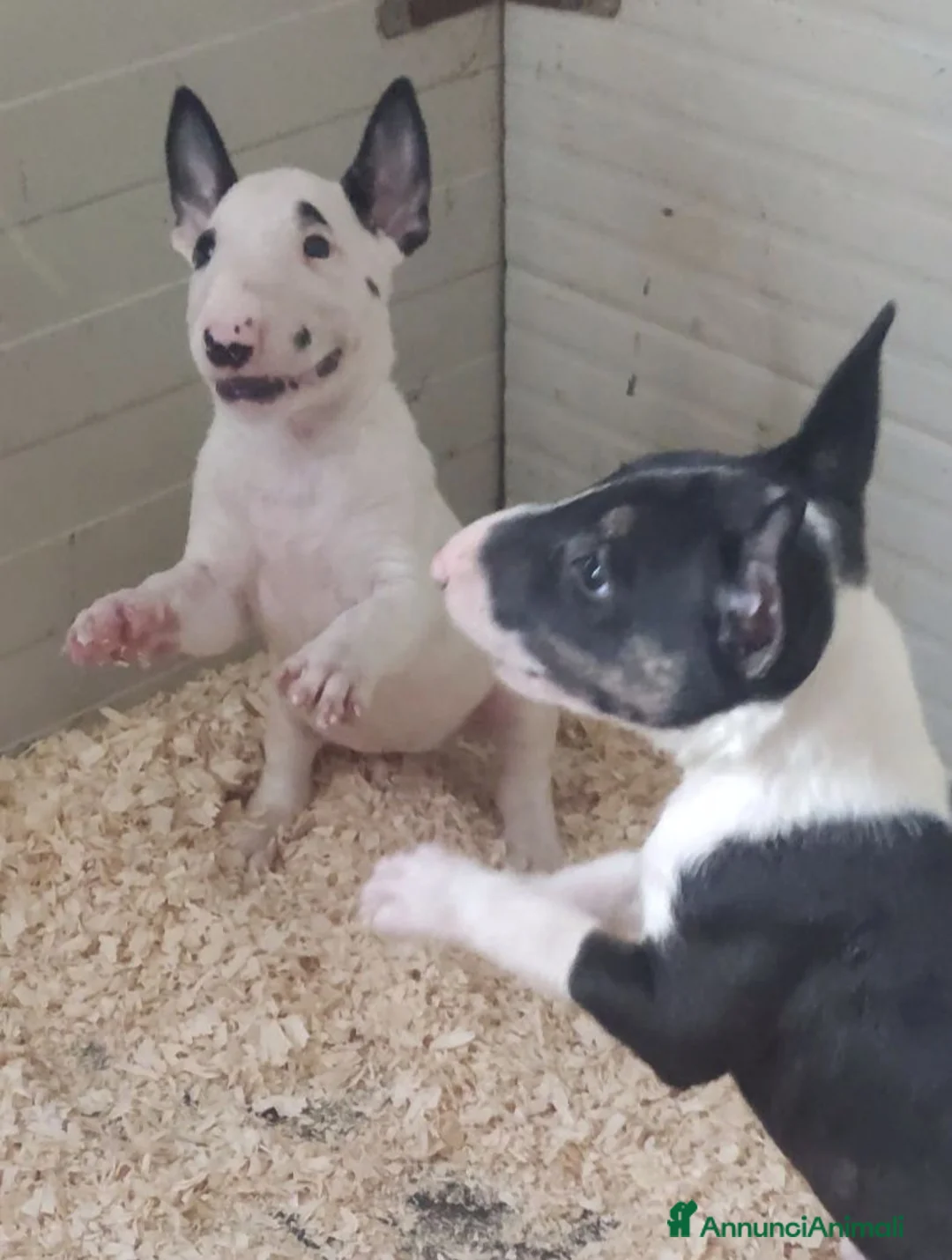 Bull Terrier cani in vendita: Bull Terrier inglese standard cuccioli  - Annuncio 2