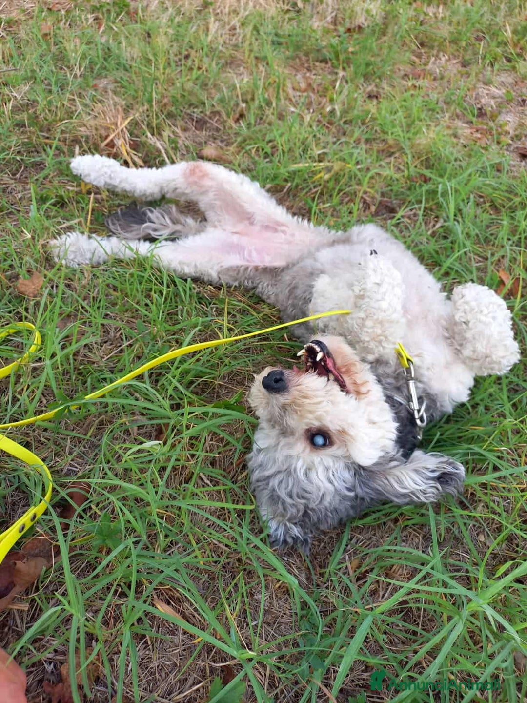 Barboncino cani in regalo: FRAGOLA & CILIEGIA, simpaticissime BARBOCINE - Annuncio 8