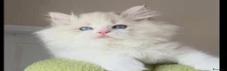 Ragdoll gatti in vendita: Cuccioli ragdoll altissima genealogia  - Annuncio 2