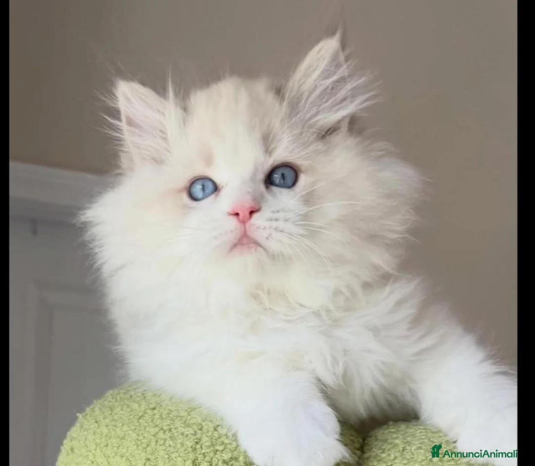 Ragdoll gatti in vendita: Cuccioli ragdoll altissima genealogia  - Annuncio 2