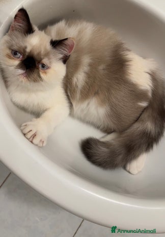 Exotic Shorthair gatti Exotic shorthair femmina - Annuncio 7