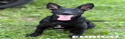 Meticcio cani in regalo: ERNALD e ENRICO, cuccioli PASTORINI super dolci! - Annuncio 4