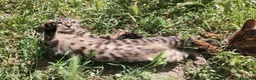 Bengala gatti in vendita: Cucciolo di gatto Bengala  - Annuncio 4