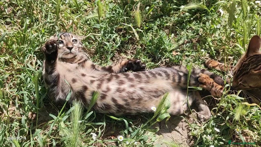 Bengala gatti in vendita: Cucciolo di gatto Bengala  - Annuncio 4