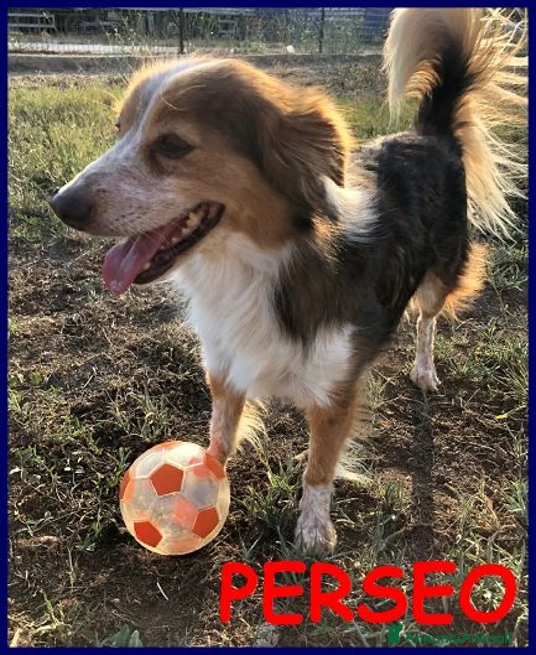 Meticcio cani in regalo: PERSEO simpatico peperino tg mediopicc. - Annuncio 4