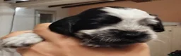Cocker cani in vendita: Cucciolo Cocker Spaniel Inglese Blu Roano  - Annuncio 6