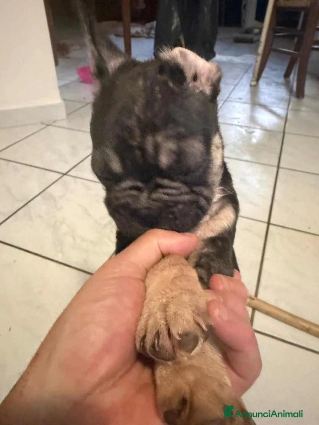 Bulldog Francese cani in vendita: Bulldog francese  - Annuncio 4