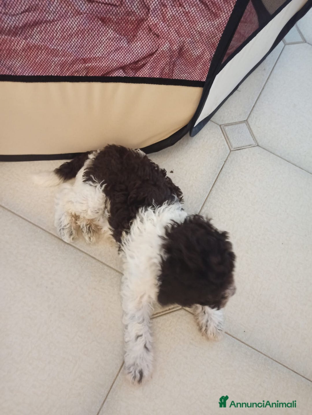 Lagotto cani in vendita: Vendo cuccioli di lagotto a Provincia di Fermo - Immagine 3