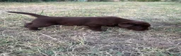 Labrador cani in vendita: Cuccioli di Labrador Choco  - Annuncio 9