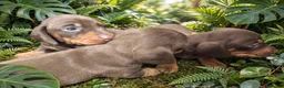 Bassotto cani in vendita: Bassotto tedesco con pedigree Enci  - Annuncio 3