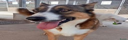 Meticcio cani in regalo: SHIVA 2 anni cerca adozione!bcanile Latina a Provincia di Latina - Annuncio 2