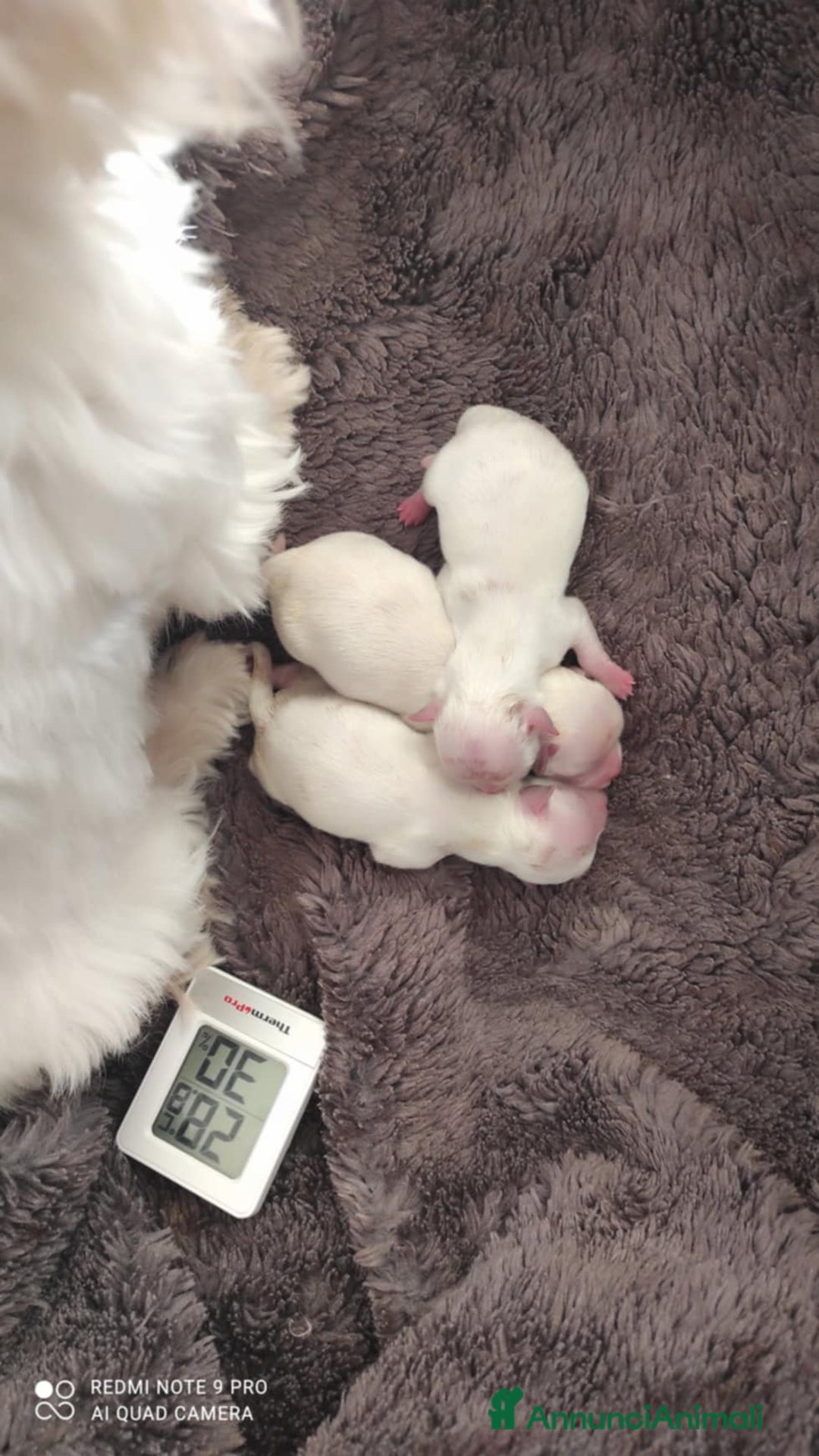 Maltese cani in vendita: Cuccioli maltesi - taglia piccola - con PEDIGREE - Annuncio 2
