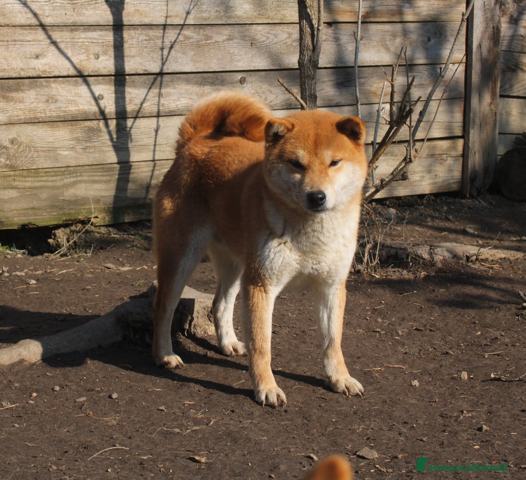 Shiba Inu cani in vendita: Shiba inu cucciolo  - Annuncio 5