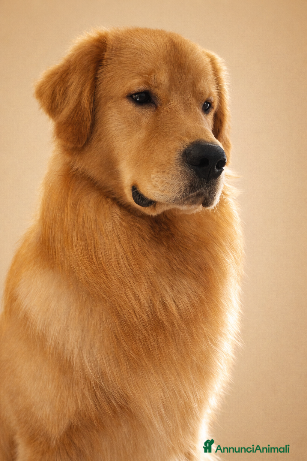 Golden Retriever cani Golden americani 100% - Annuncio 2