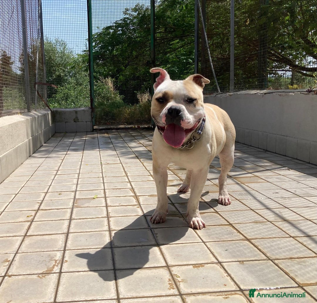 Altre razze cani in regalo: Ettore, splendido, un anno, cerca casa  a Città metropolitana di Roma Capitale - Annuncio 4